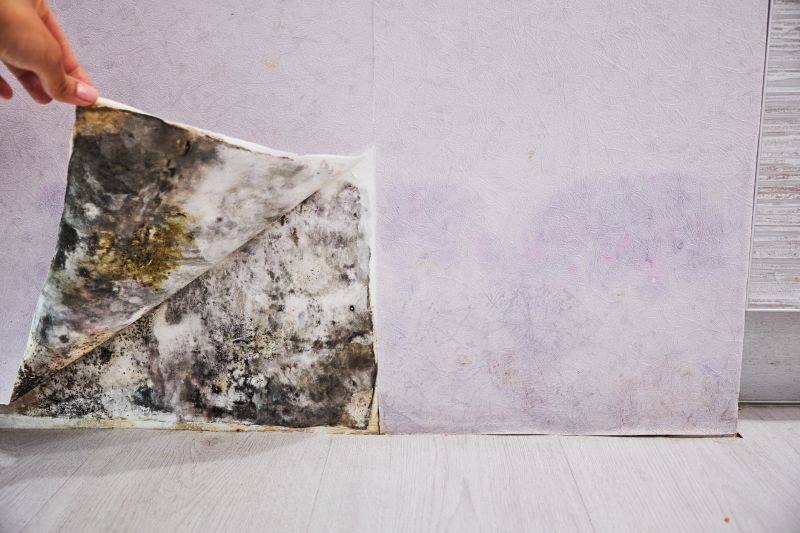 Black Mold Removal in Rockwall, TX