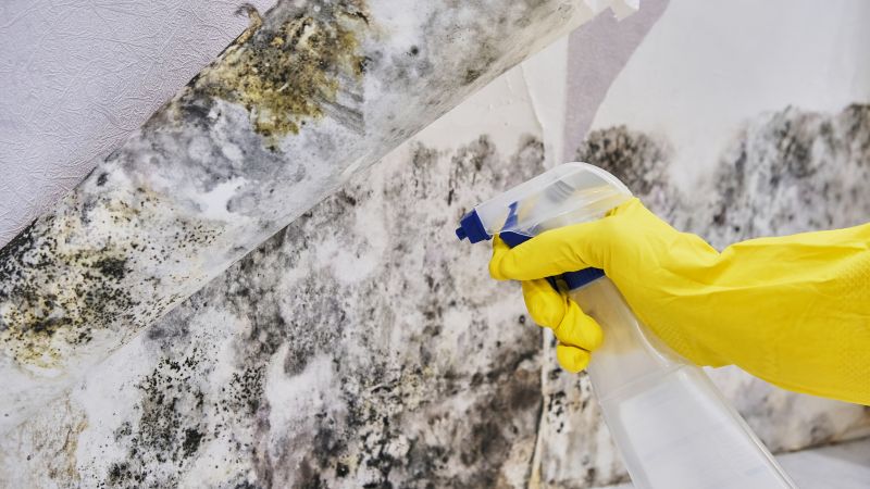 Mold Inspection And Removal in Weatherford, TX