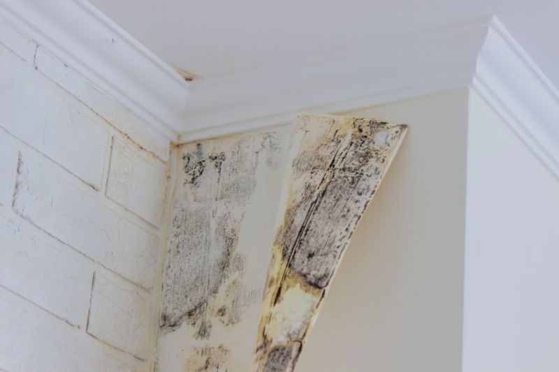 Basement Mold Removal in Dallas, TX