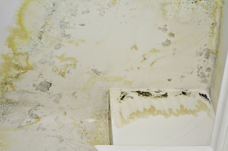 Mold Mitigation Service in Frisco, TX